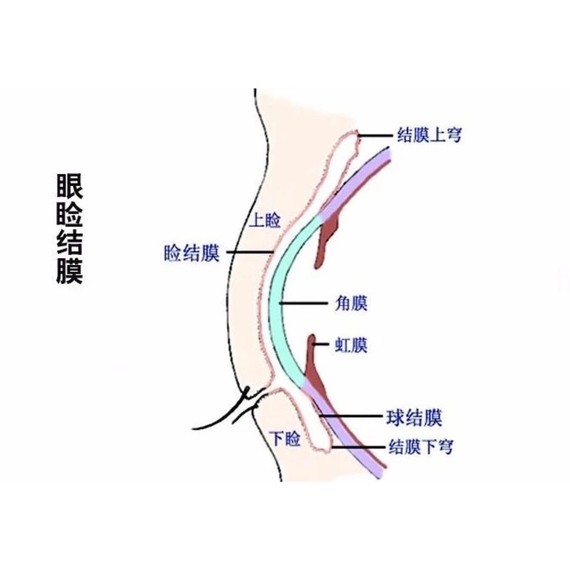 的粘膜组织,覆盖在眼睑后面和眼球前面,分睑结膜,球结膜,穹窿部结膜