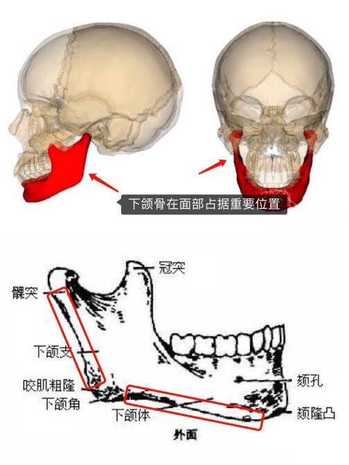 侧面观感影响比较大外,我觉得还有一个比较重要的因素来源于下颌骨