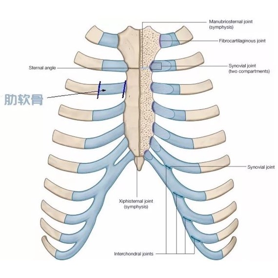 事实还是谣言肋软骨隆鼻不仅弯曲还吸收?