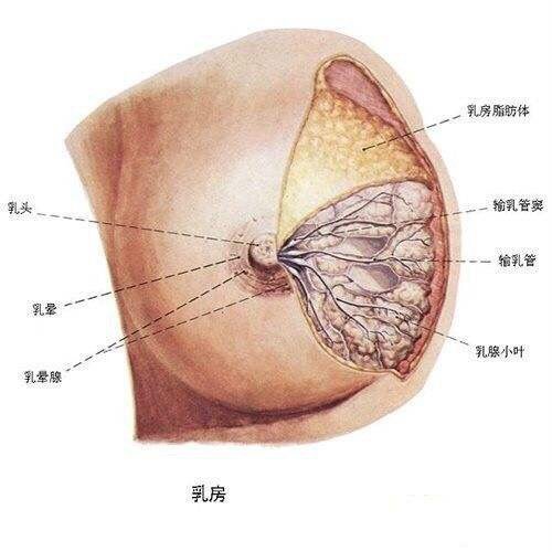 胸大肌下,腺体后间隙,原则上是不会伤害乳腺,更不会引起乳腺结节的