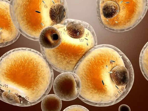 肚子赘肉怎么减最快,为什么肚子上的脂肪最难