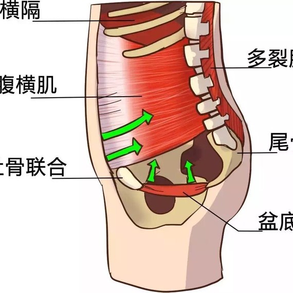 让腹腔及盆腔的器官都能维持正常的生理位置并发挥正常的生理功能