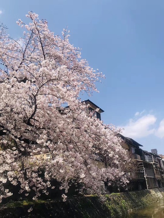 樱花季日本一年四季最美的樱花——内附日本赏樱攻略