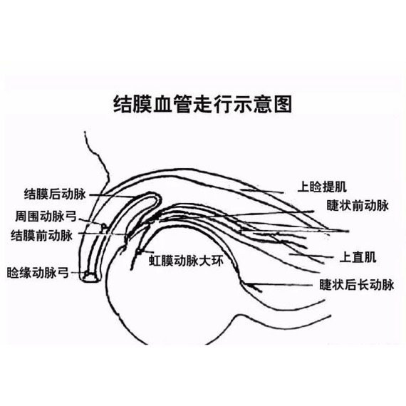 覆盖在眼睑后面和眼球前面,分睑结膜,球结膜,穹窿部结膜