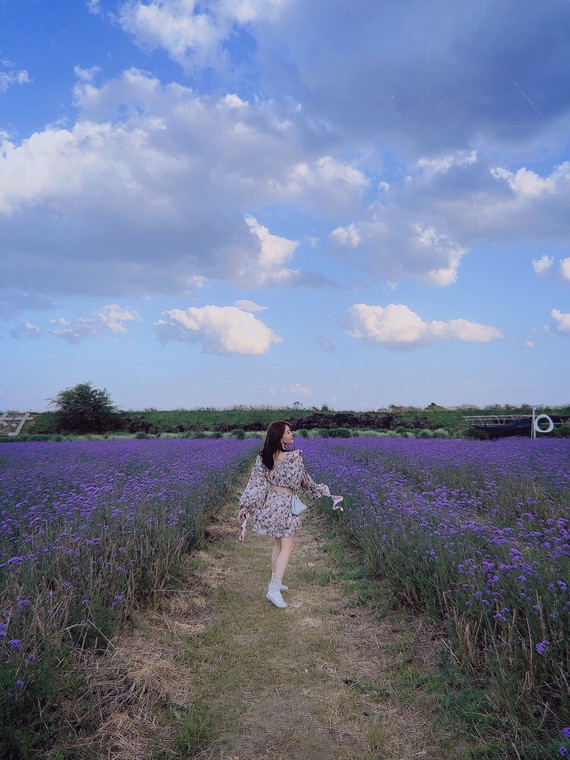 薰衣草这样拍比去欧洲还美———大理市才村码头 薰衣草庄园