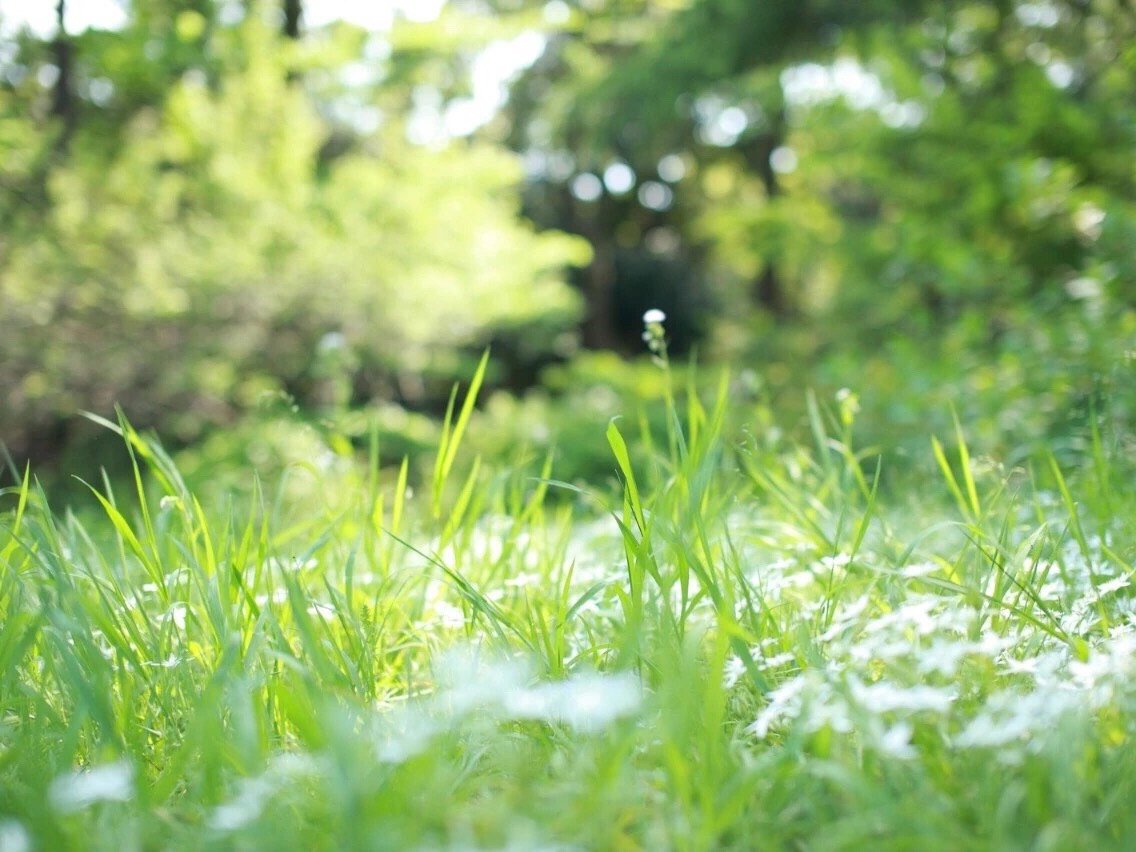 镜头里的夏天夏天是绿色,是葱葱郁郁的生命力,是旺盛生长的