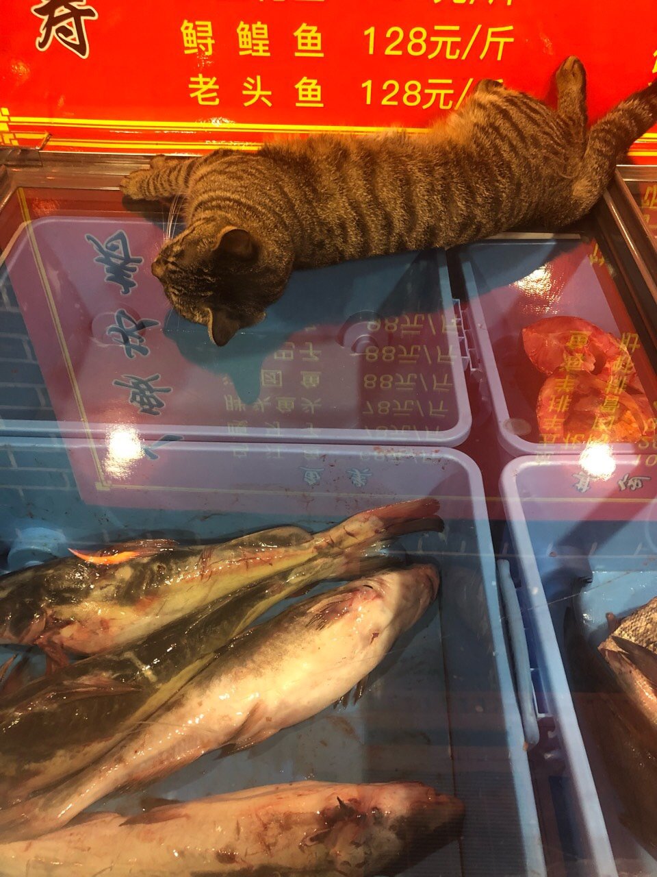 餐厅的猫,躺在装满鱼的冰柜上,怎么折腾都不醒.