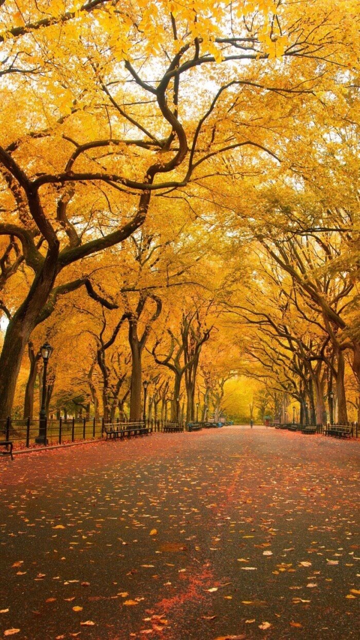 喜欢秋天里每一条两边都是大树的路