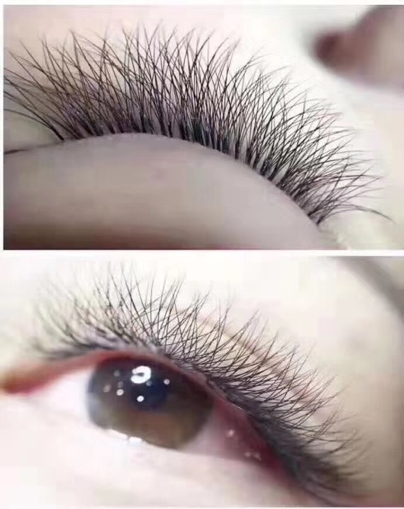 太阳花睫毛