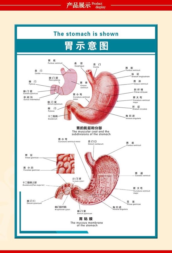 琦琦想说,胃袖状切除没有你们想象的那么吓人,其原理就是把胃大弯的