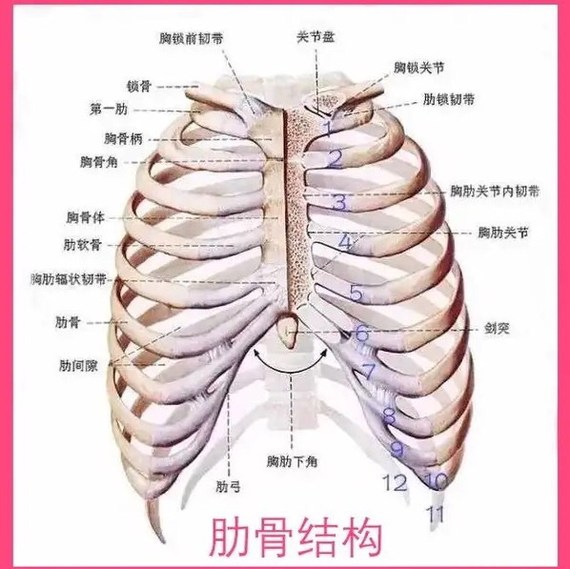 胸显小?上腹部凸起?