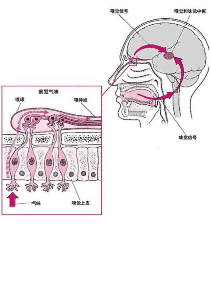 做了鼻部多项手术会影响嗅觉,闻不到味道吗?