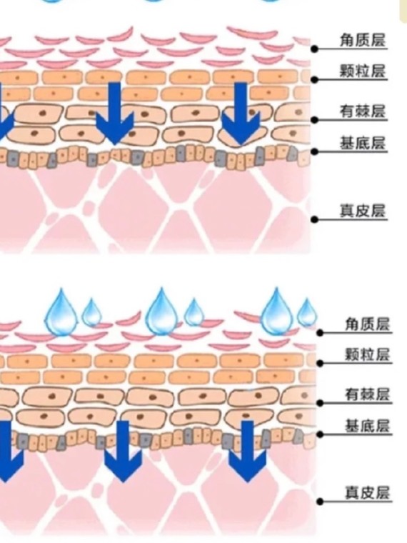 中胚层疗法63159090宝宝们有听说过中胚层吗