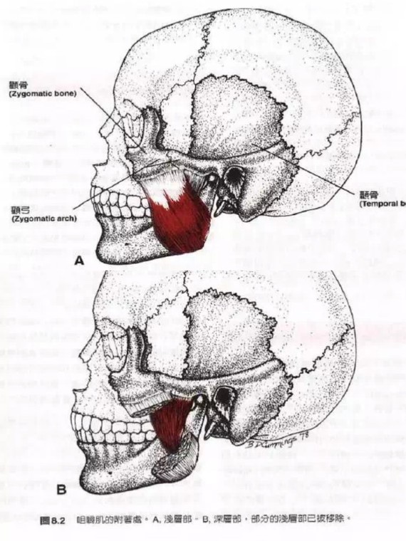 咬肌08真的很影响脸型!-你知道什么是咬肌吗71你