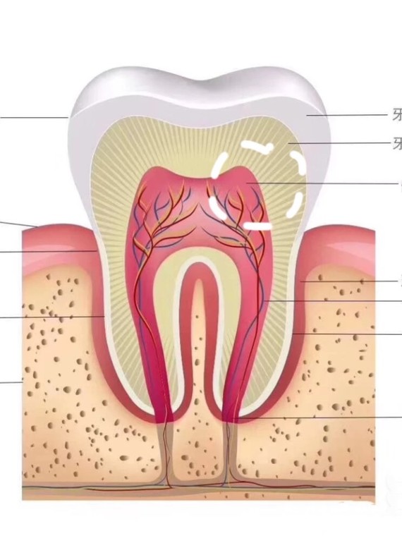 牙齿的损坏和疾病有很多情况,今天为大家说说最常见的几种现象.