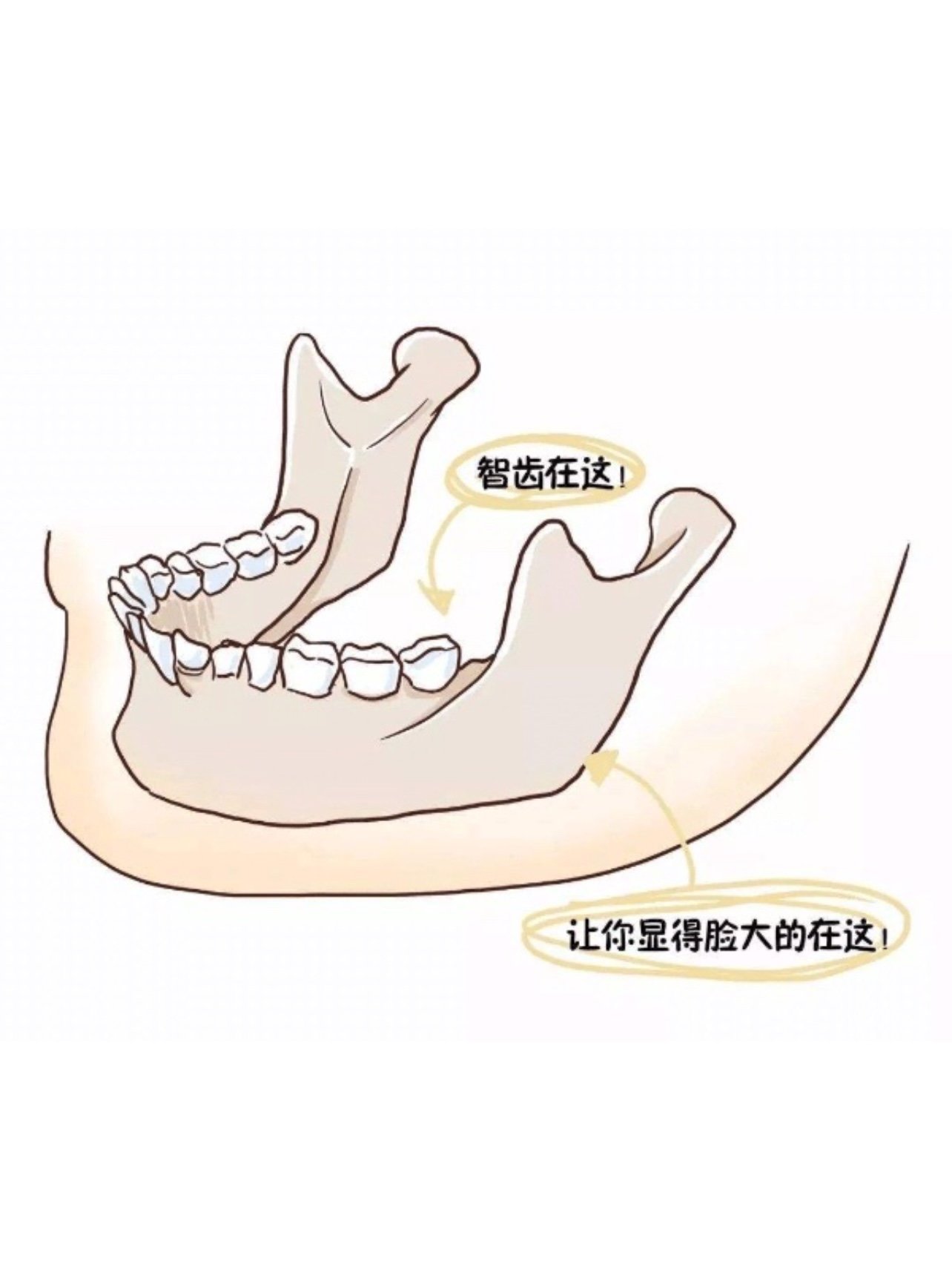 拔智齿瘦脸的说法由来已久,主要是人们想当然认为智齿长出来后,占据了