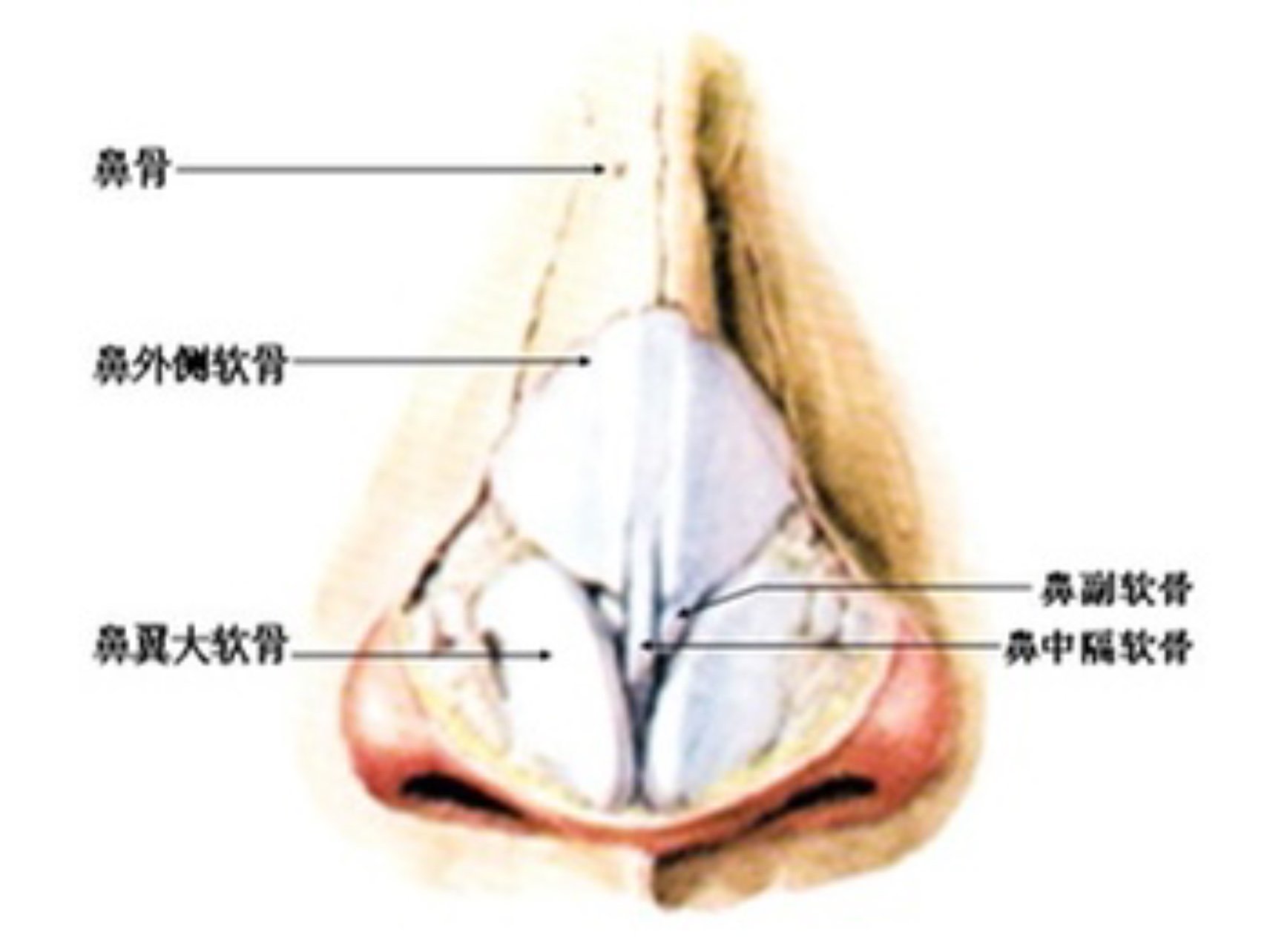 为什么选择鼻中隔软骨隆鼻?