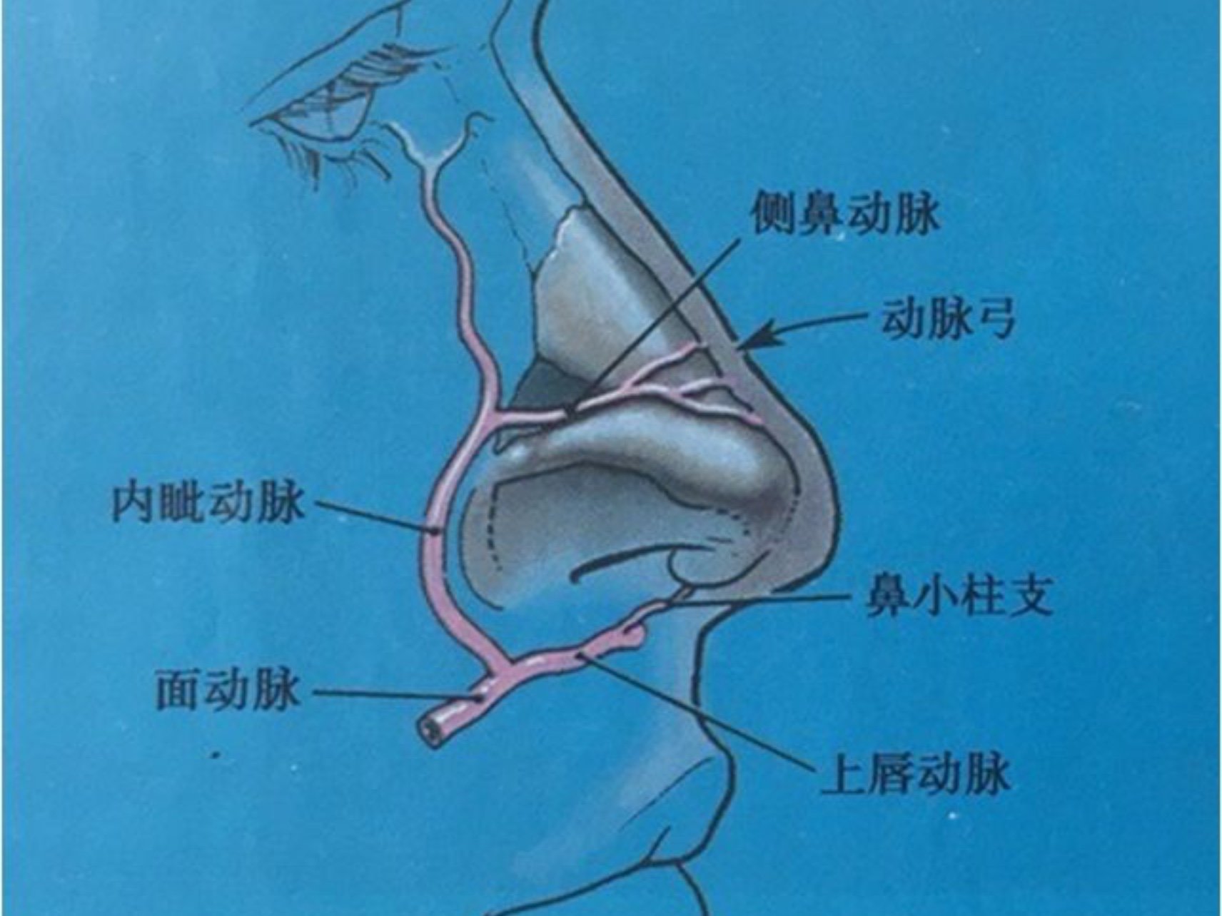 外鼻的皮肤及软组织(图一)