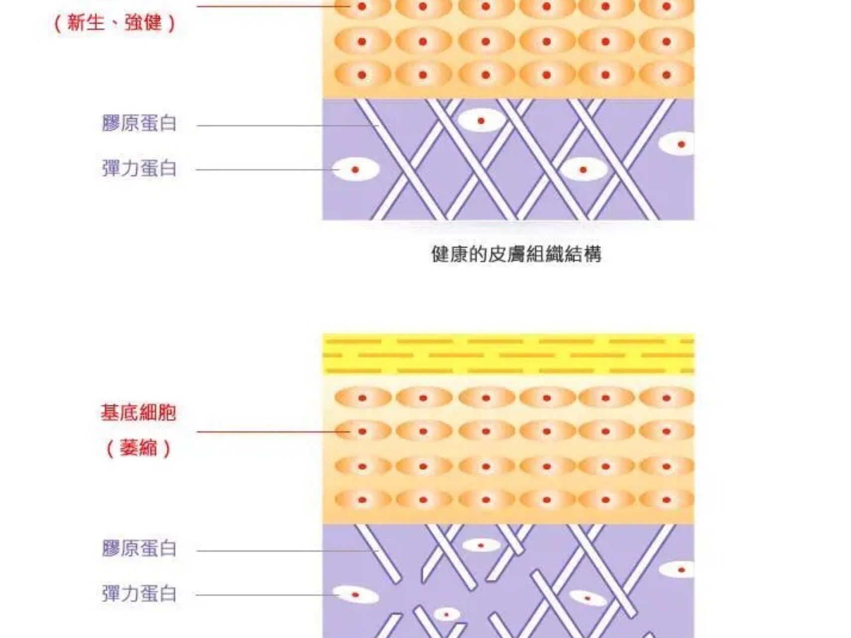 赛诺秀5d胶原光,是赛诺秀集团在抗衰市场推出的唯一