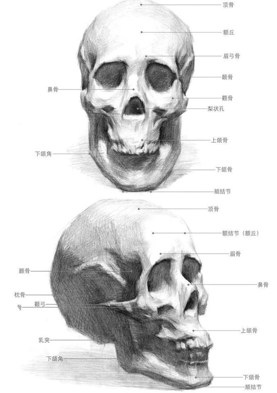 后脑勺的发育程度是看头骨,脸部的发育程度看的是脸骨.
