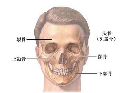 颧骨的颞突向后接颞骨的颧突,构成颧弓.