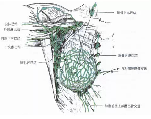 我们的乳房进行新陈代谢后,会将产物从乳房流向腋下淋巴,再由淋巴进行