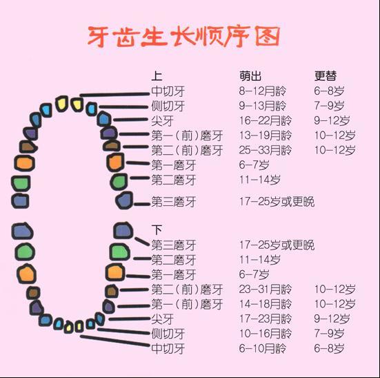 6个月-3岁孩子要重视乳牙健康