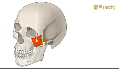 颧骨和颧弓的位置示意图如下,颧骨高不高正面就可以看出来,而颧弓