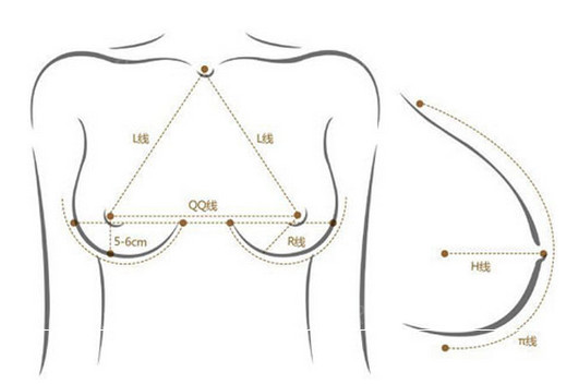 乳腺的挺拔程度与乳头的位置有重要关系