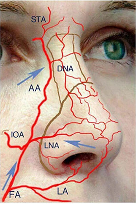 鼻部血管分布图(图片来自网络)