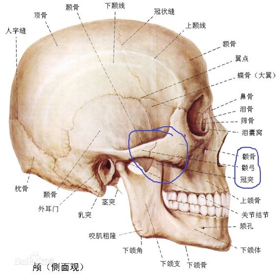 见下图,头骨本身的结构,颧骨颧弓侧面给下颌骨冠突留了足够的活动