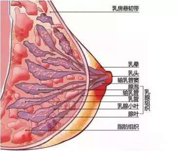 不过乳房只是暂时性增大,等过了这个时期激素水平下降后乳腺就会萎缩