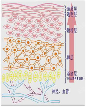 哪些皮肤问题属于真皮层问题呢?