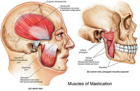 颞肌和咬肌(temporalis muscle, masseter muscle)