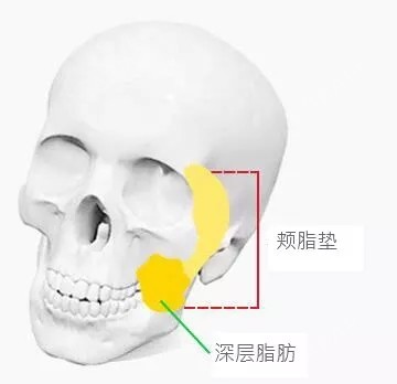 颊脂垫示意图