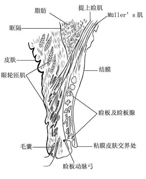 最近被抖音迷住了,它已经成功的把常年占据每