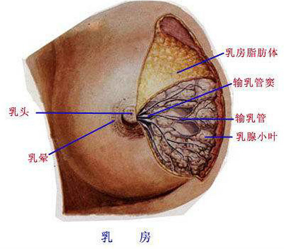 就是缩胸手术,主要针对的乳腺体过大引起的巨乳.