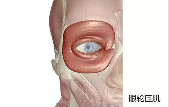 看下面的图,这是我们的眼轮匝肌,我们的睁眼,闭眼,微笑,哭泣