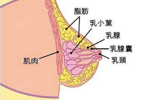 给你们看一张,胸部的美照.