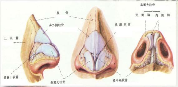 鼻中隔垫鼻尖和耳软骨垫鼻尖区别?