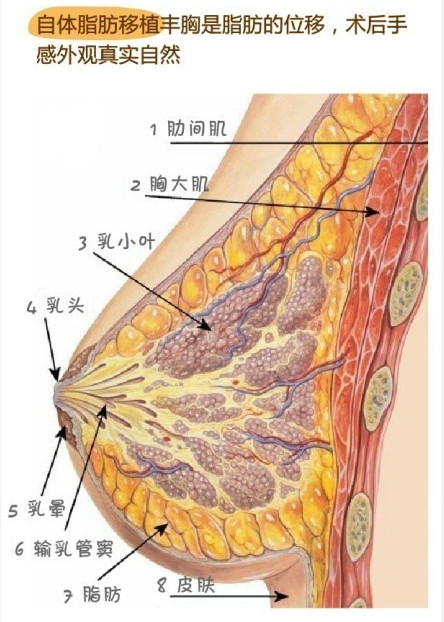 年轻男人看脸,成熟男人看胸!脂肪丰胸细胞成活率低?