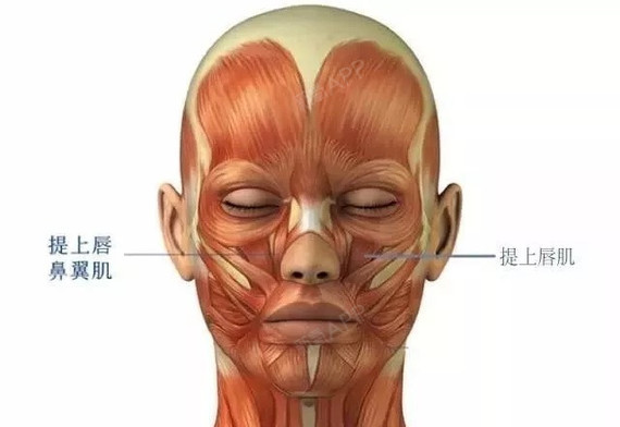 其实很大一部分仙女对于自己"鼻翼宽大"的判断,都有一种蜜汁执着