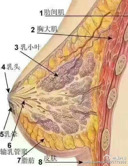 想要脂肪丰胸效果比男友更持久?