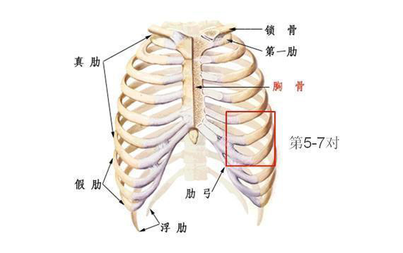 [美贝尔整形医院旗舰店]同样是自体软骨,鼻中隔和肋