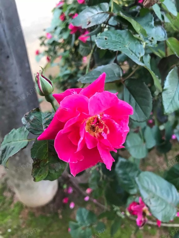 我现在12岁,胸部都有点突出,一直没穿小背心,现在感觉