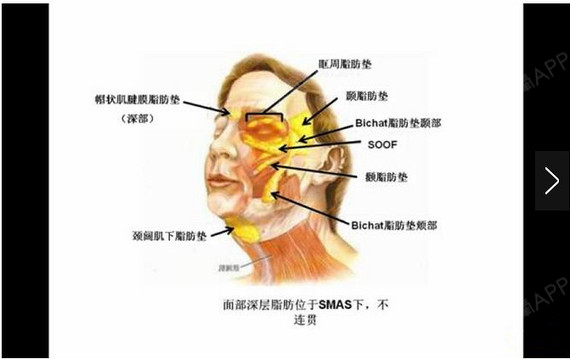 深层脂肪中比较有名气的就是颊脂垫了.