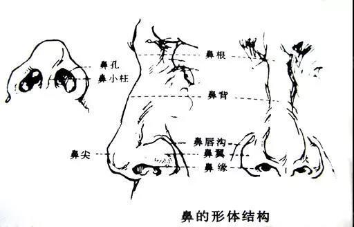 鼻整形实际上包括鼻背(鼻梁),鼻尖,鼻小柱,鼻翼,鼻孔和鼻基底等多个