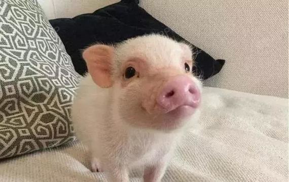 猪鼻子为什么朝天?我们大家日常扮鬼脸无非就是吐舌头、翻眼皮、顶鼻子，扮成_圈子-新氧美容整形