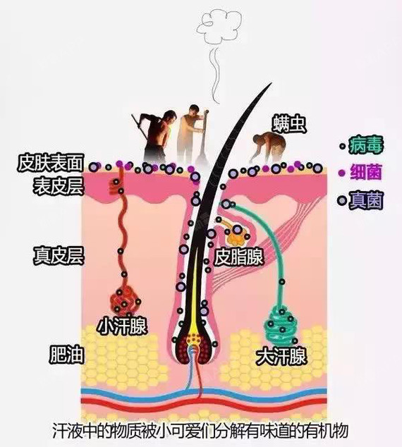 青春期发育之后 全身的大汗腺开始行驶他们的使命