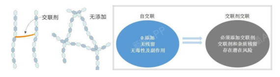 聪明的研究人员们想到,添加一定剂量的交联剂或者自交联,使玻尿酸